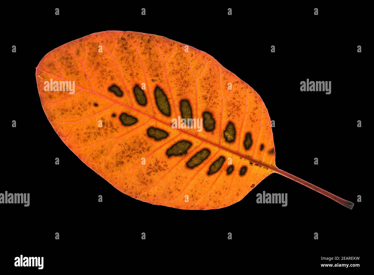 Perueckenstrauch, Cotinus, coggygria, Herbstfaerbung Foto Stock