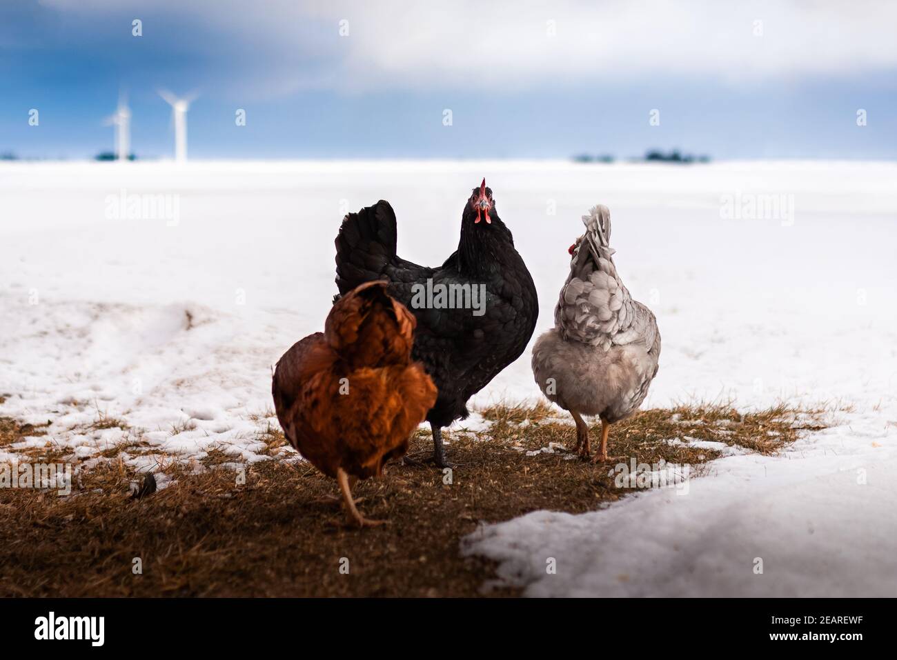 tre polli in piedi su un cerotto di erba nel neve durante l'inverno Foto Stock