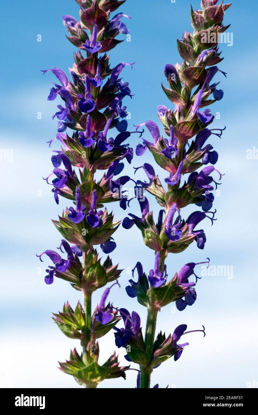 Salvia, nemorosa, ostfriesland, Steppensalbei Foto Stock