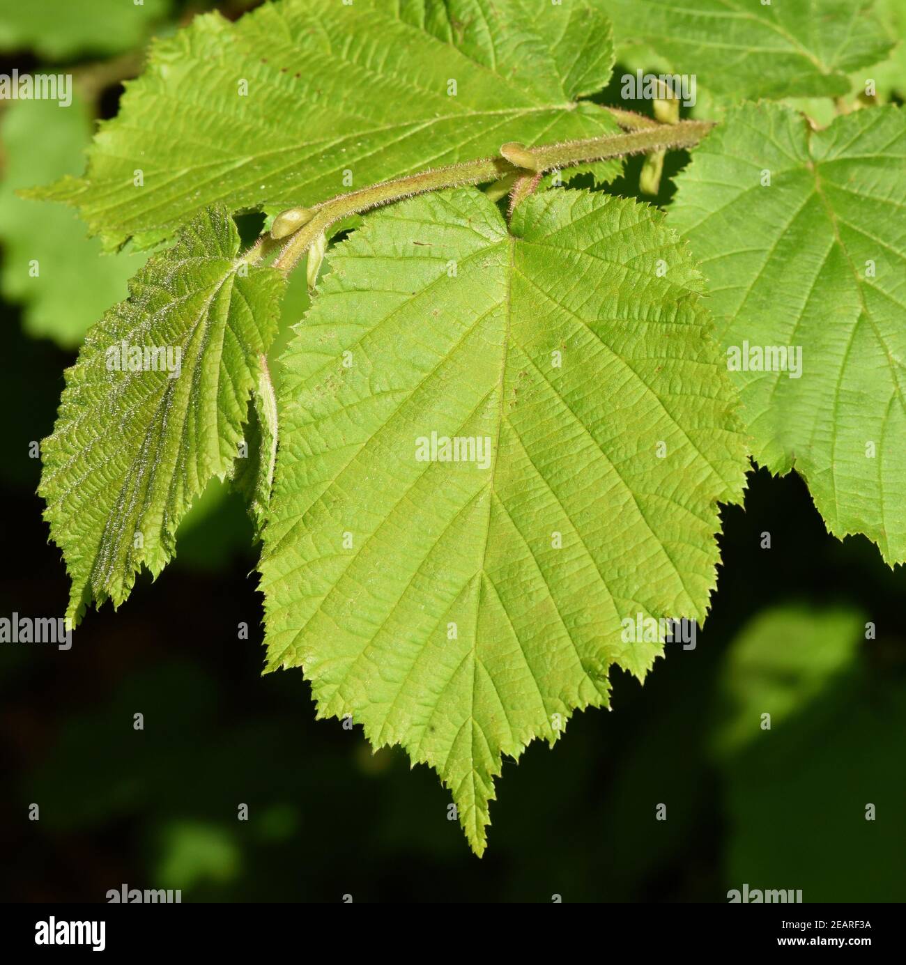 Haselnussblatt, Blatt, Corylus avellana, Foto Stock
