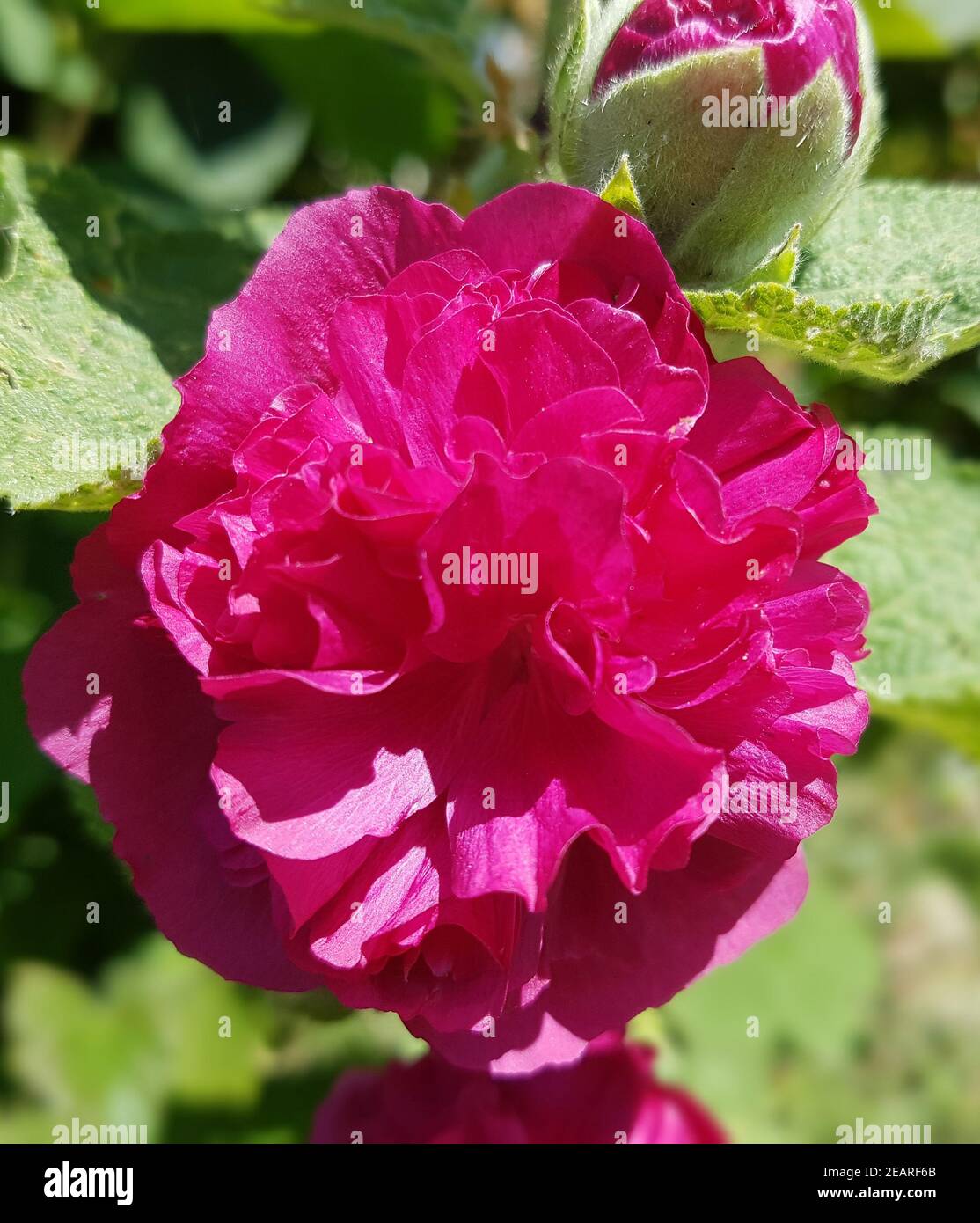 Stockrose Althaea rosea celebrità viola Foto Stock