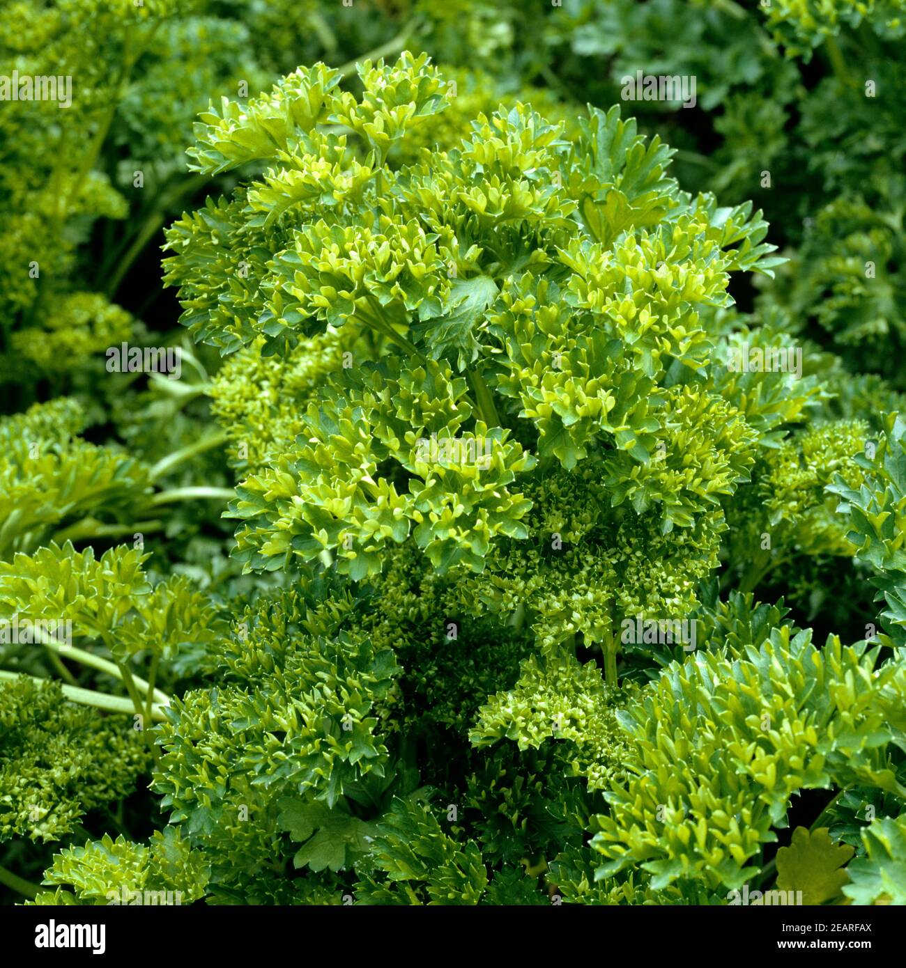 Petersilie Petroselinum crispum Foto Stock