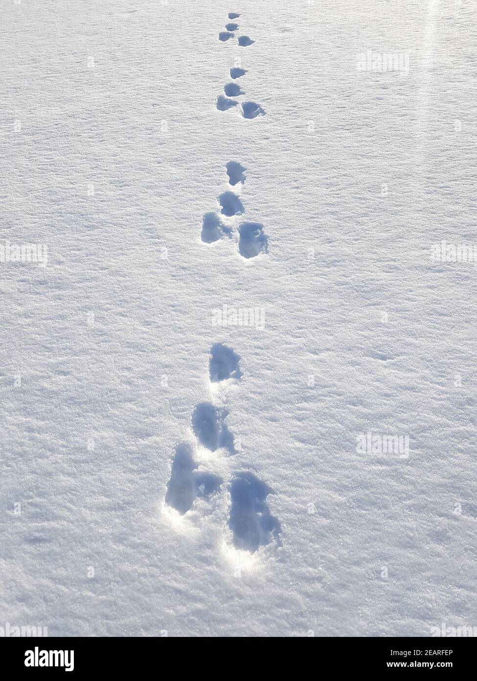 Hasenspur, Spuren, Schnee Foto Stock