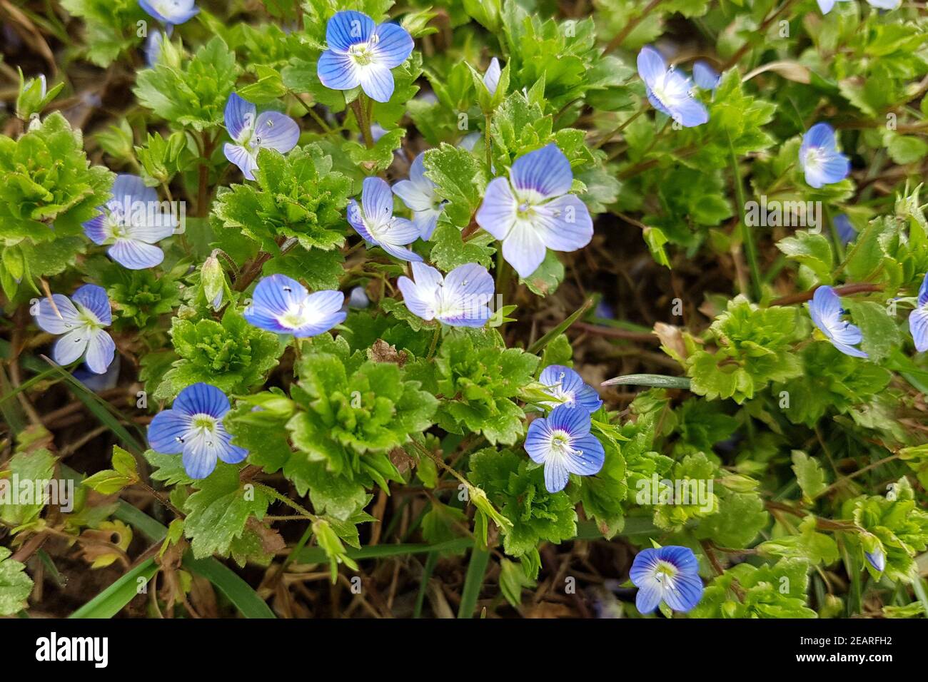 Persischer Ehrenpreis, Veronica persica Foto Stock