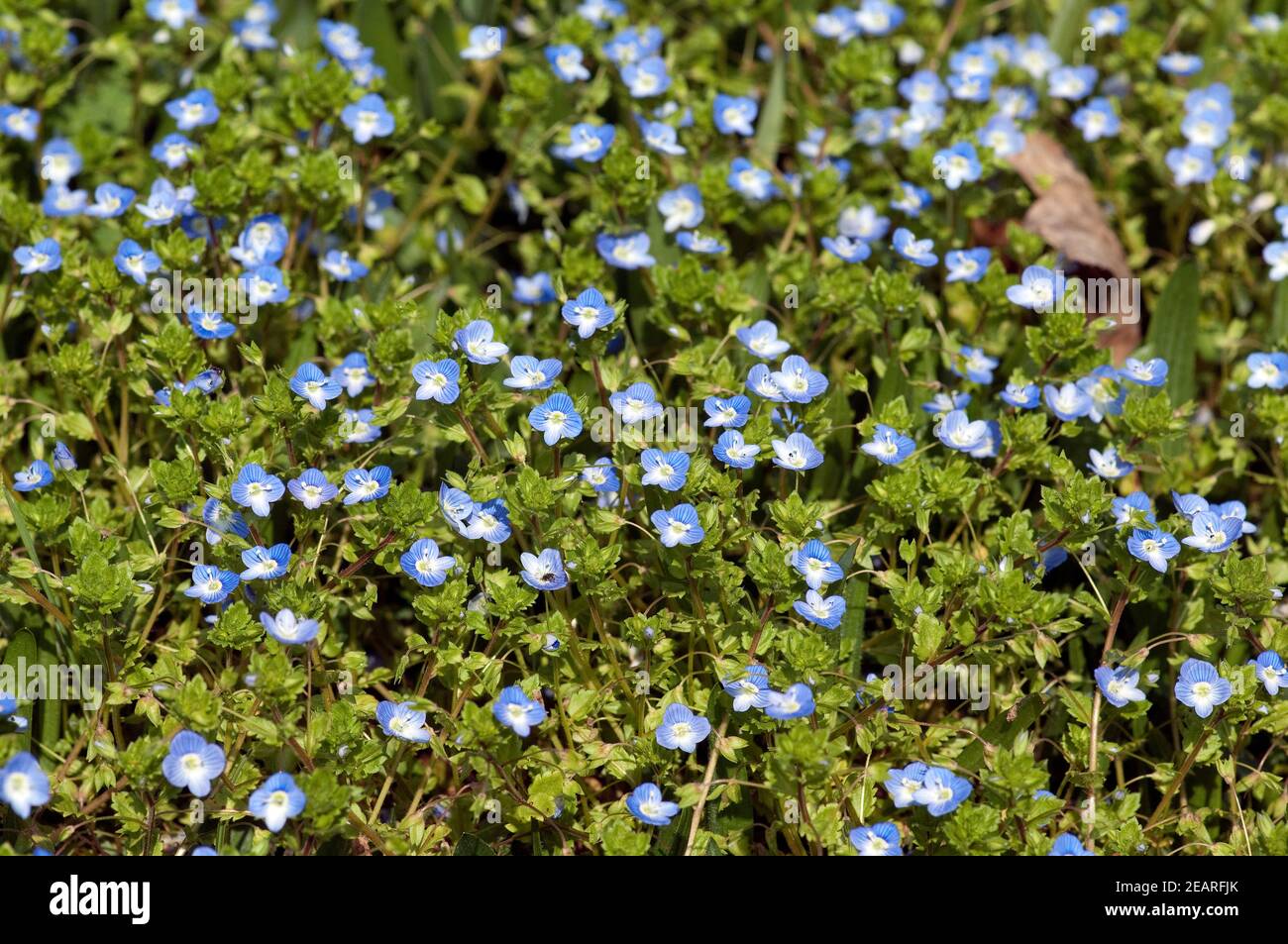 Persischer Ehrenpreis, Veronica persica Foto Stock