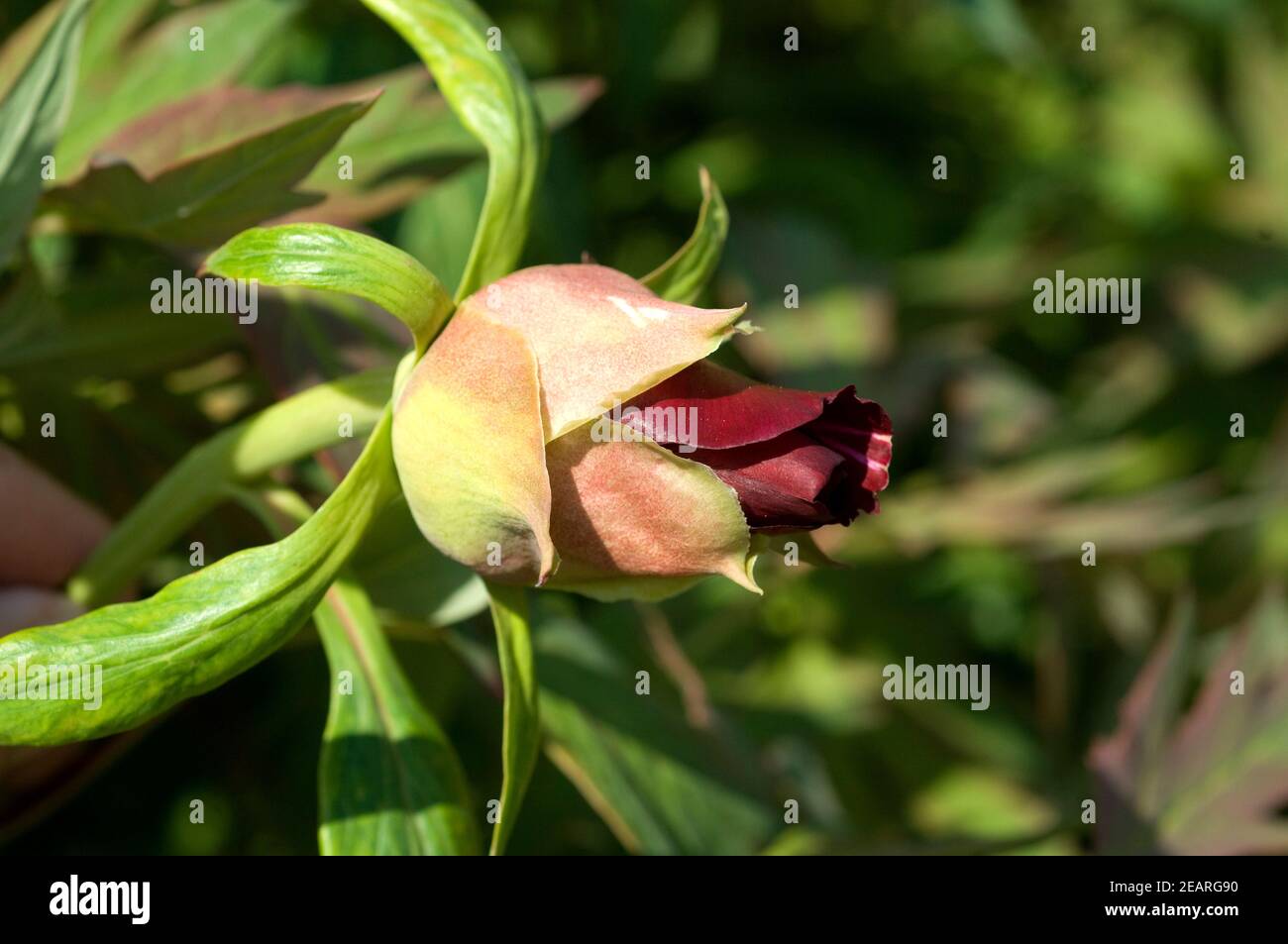 Strauchpfingstrose pirata nera, Knospe Foto Stock