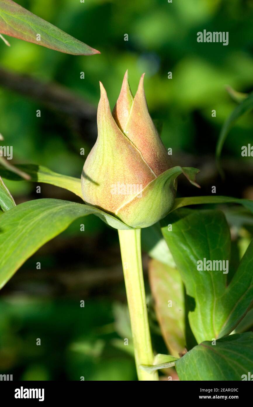 Strauchpfingstrose pirata nera, Knospe Foto Stock