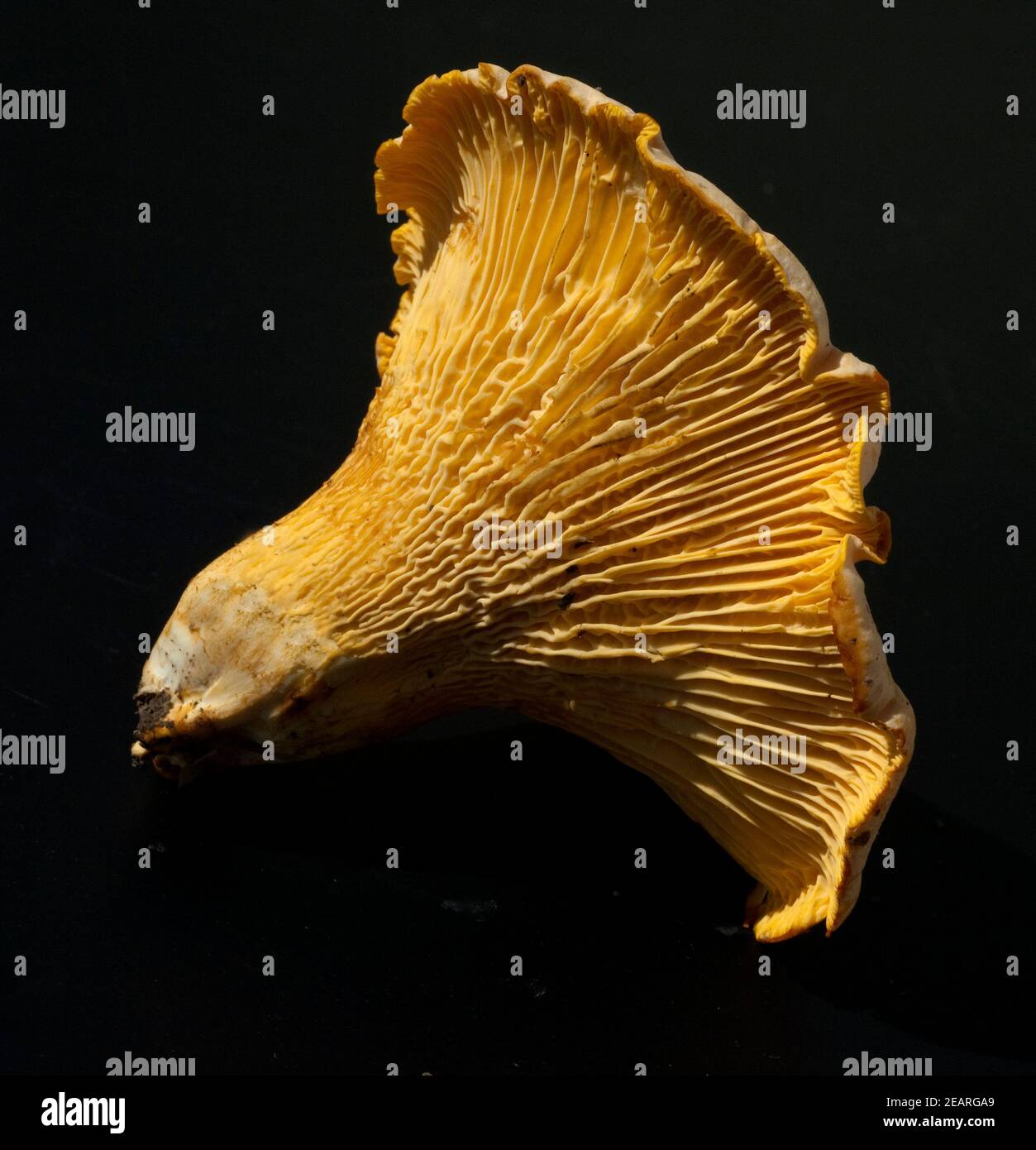 Pfifferlinge Pfifferling Eierschwamm Cantharellus cibarius e Foto Stock