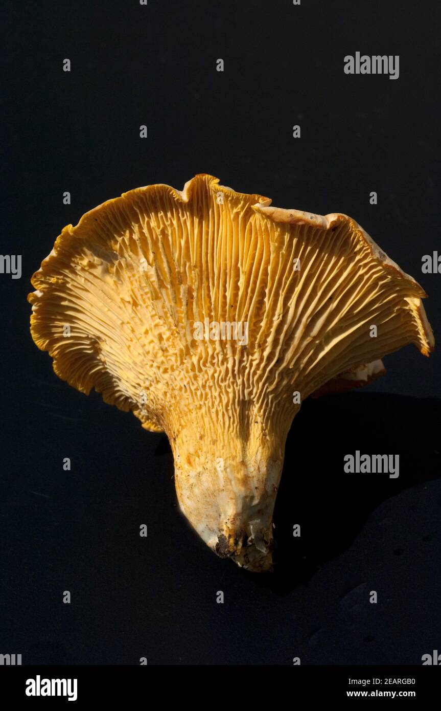 Pfifferlinge Pfifferling Eierschwamm Cantharellus cibarius e Foto Stock