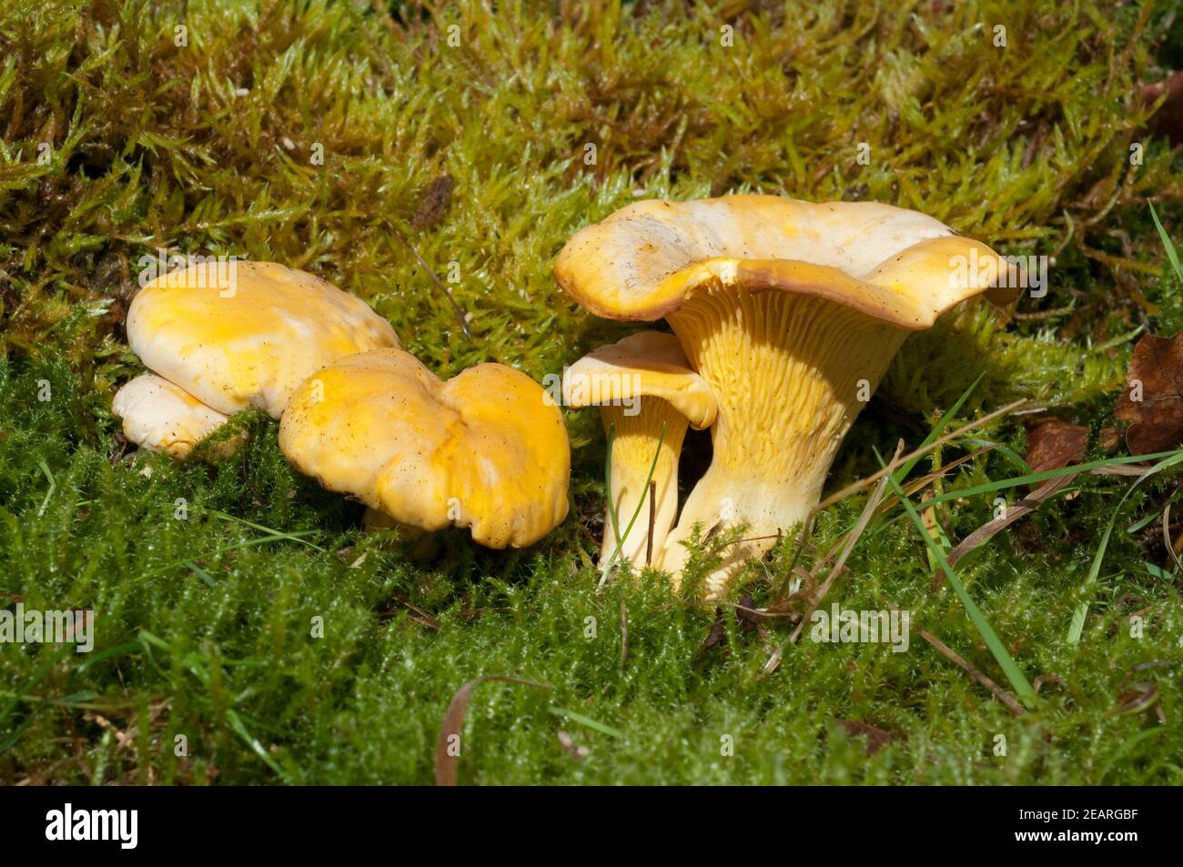 Pfifferlinge Pfifferling Eierschwamm Cantharellus cibarius e Foto Stock