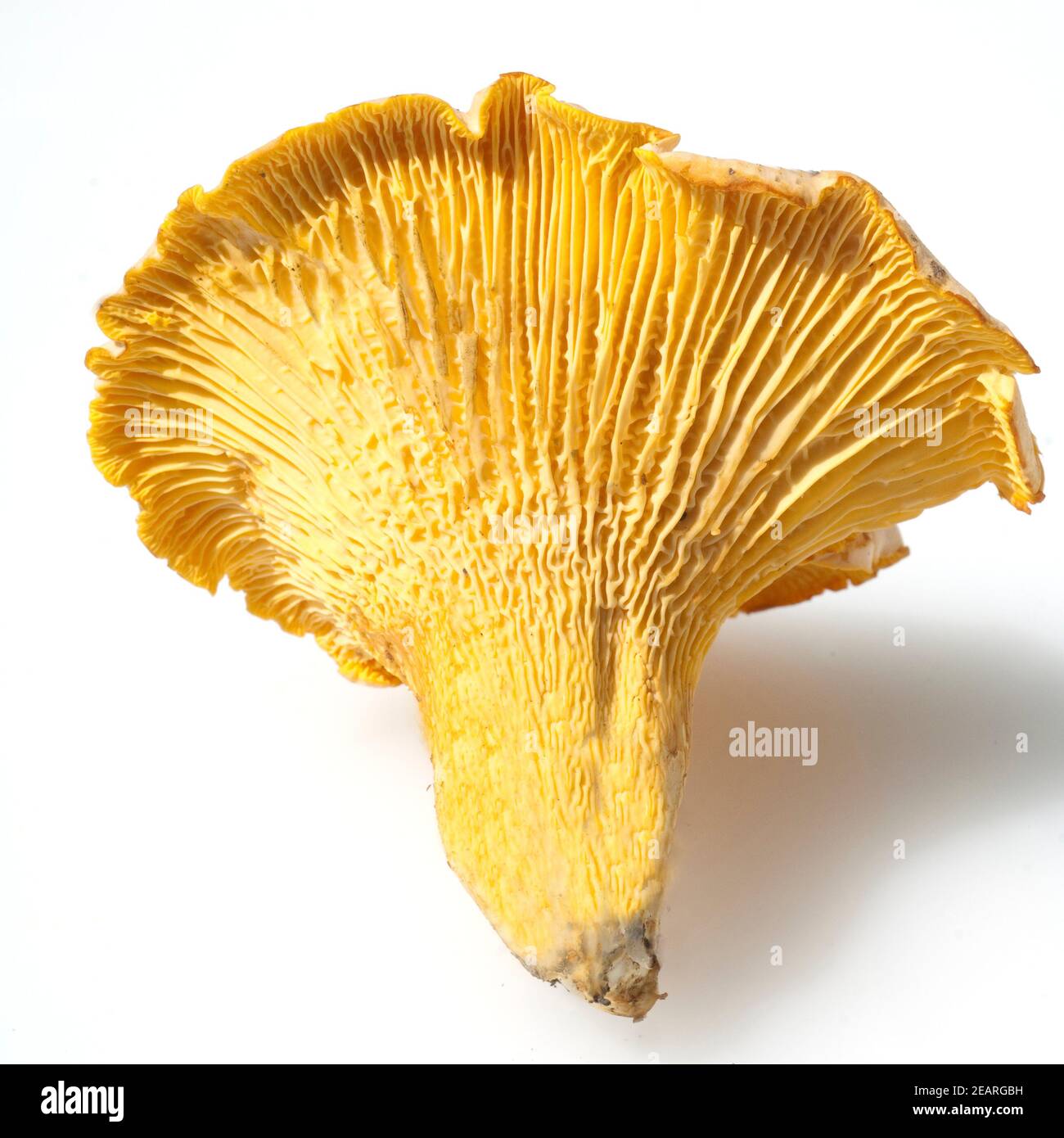 Pfifferlinge Pfifferling Eierschwamm Cantharellus cibarius e Foto Stock