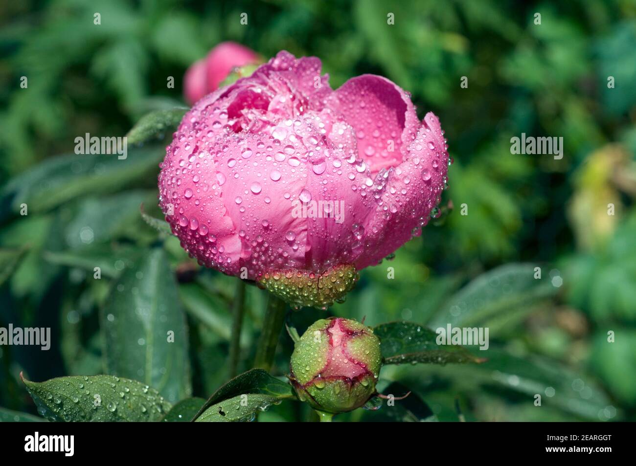 Pfingstrose, Paeonia, Tau, Tautropfen Foto Stock