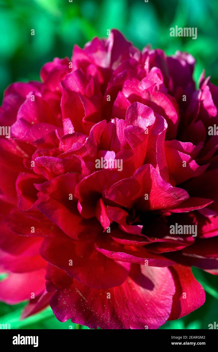 Pfingstrose Paeonia officinalis Foto Stock