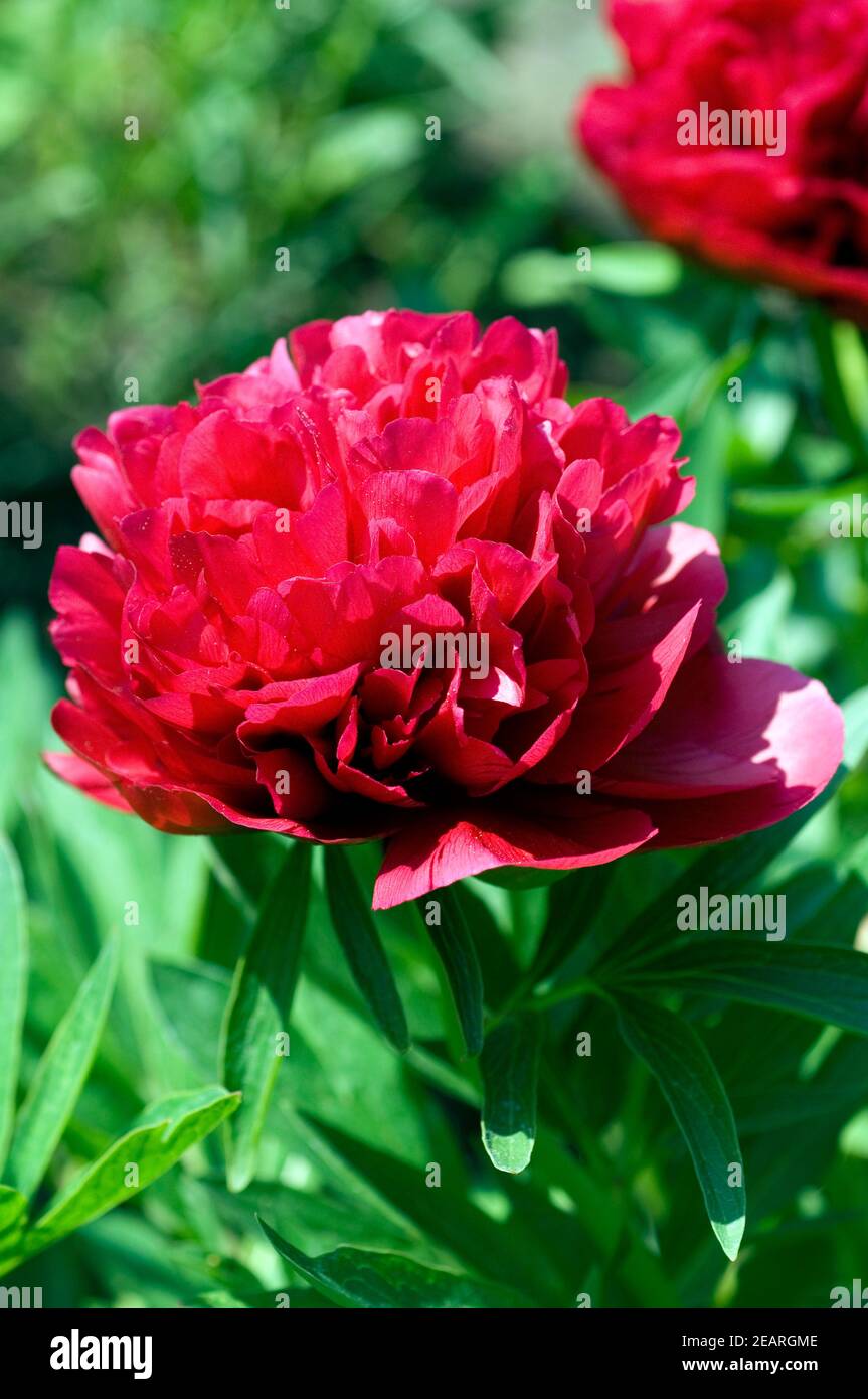 Pfingstrose Paeonia officinalis Foto Stock