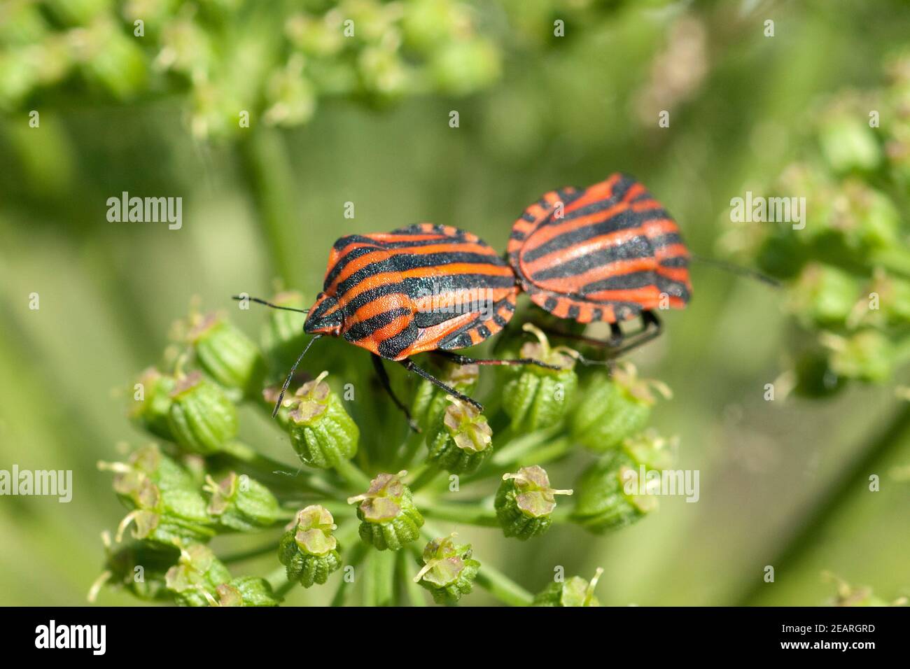 Streifenwanze Graphosoma lineatum Foto Stock