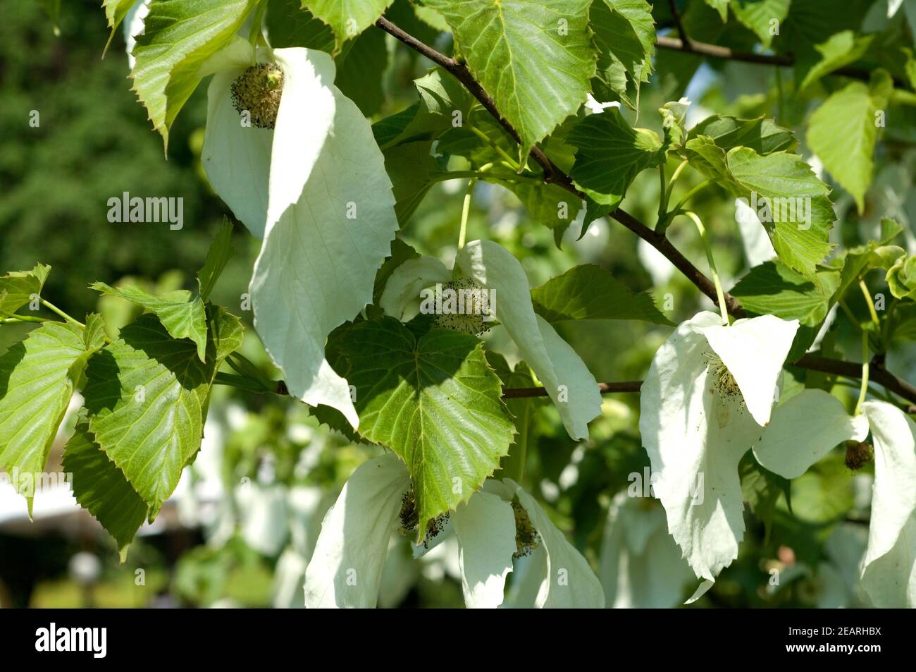 Taschentuchbaum davidia involucrata Foto Stock