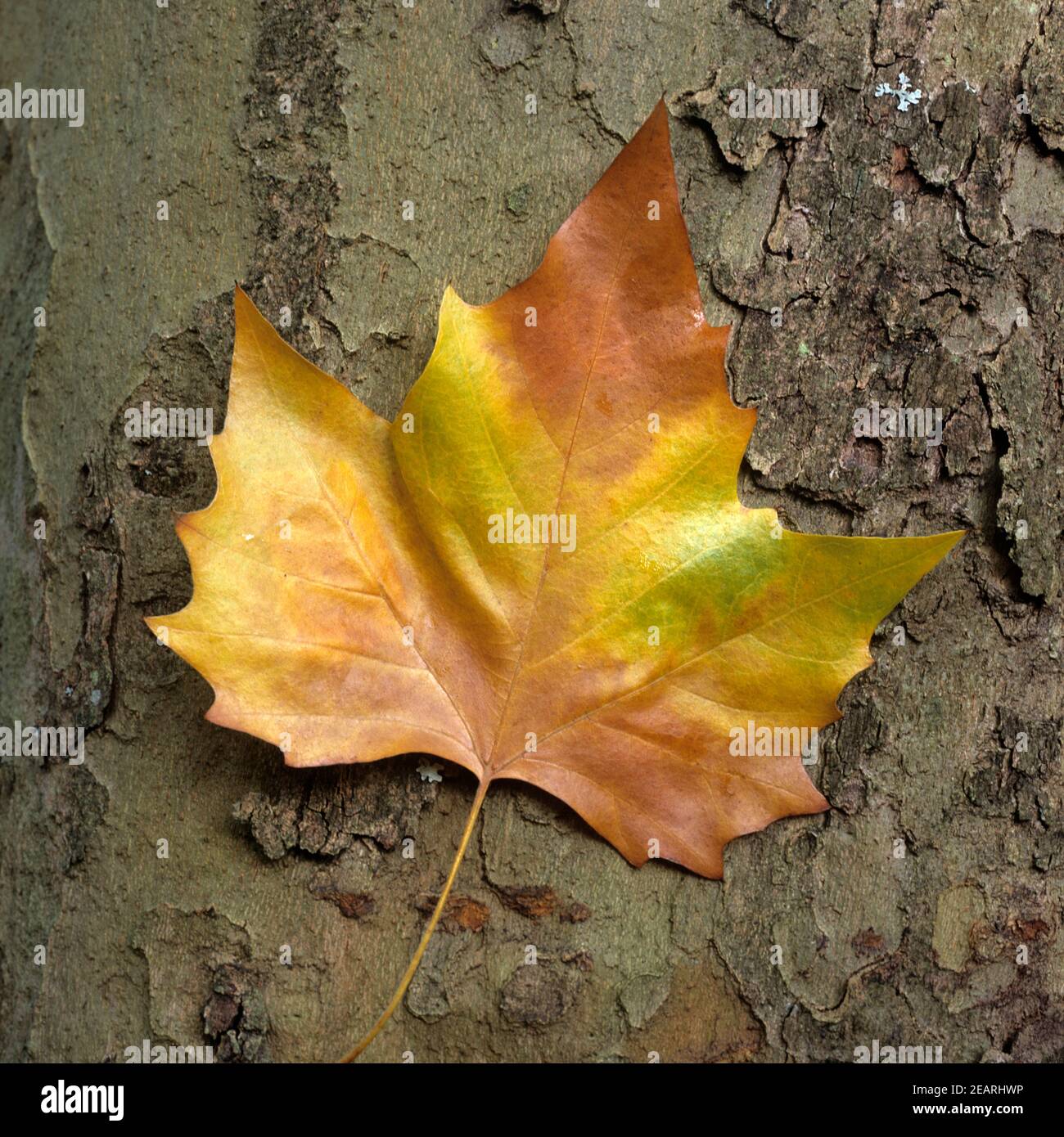 Platanenblatt Herbst Foto Stock