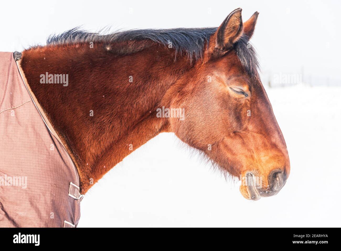 Un ritratto di un cavallo addormentato vestito in un tappeto - una copertura che protegge il cavallo dal freddo. Una giornata fredda e soleggiata in inverno. Foto Stock