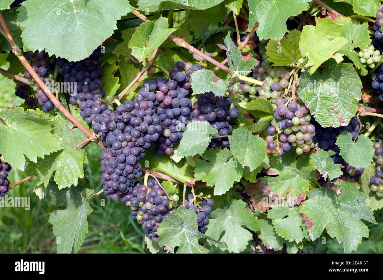 Blauer Spaetburgunder, Pinot nero Foto Stock