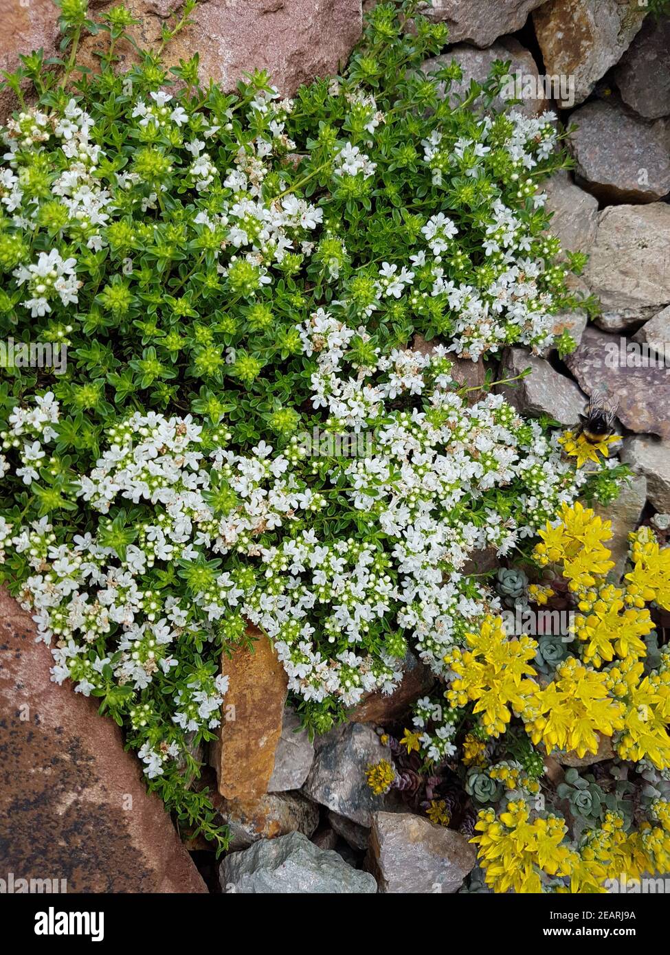 Thymus vulgaris, Gewuerz, Heilpflanze, Kraeuter, Kuechenkraeuter Foto Stock