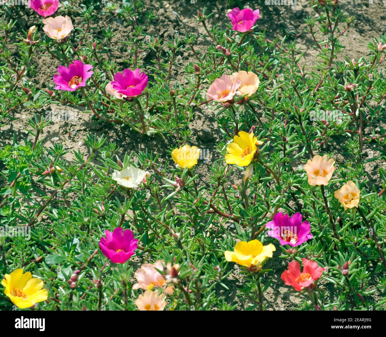 Portulakroeschen, Portulaca grandiflora Foto Stock