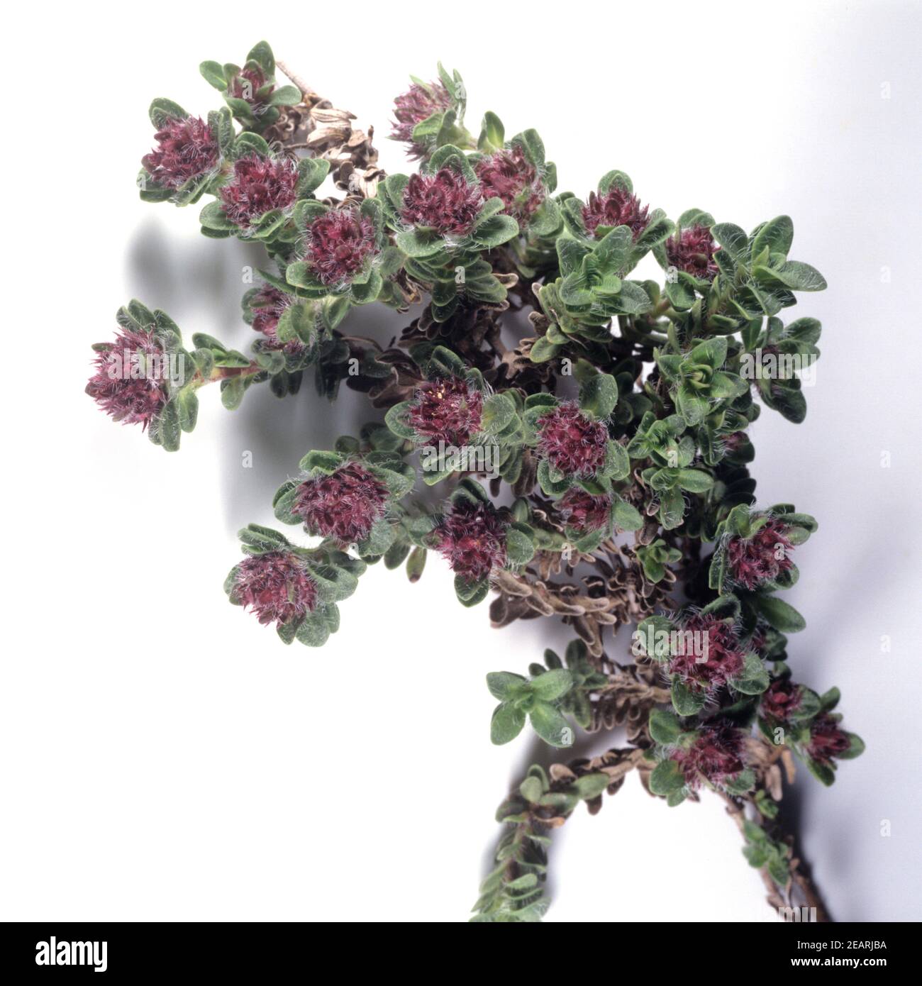 Thymian Thymus villosa Foto Stock