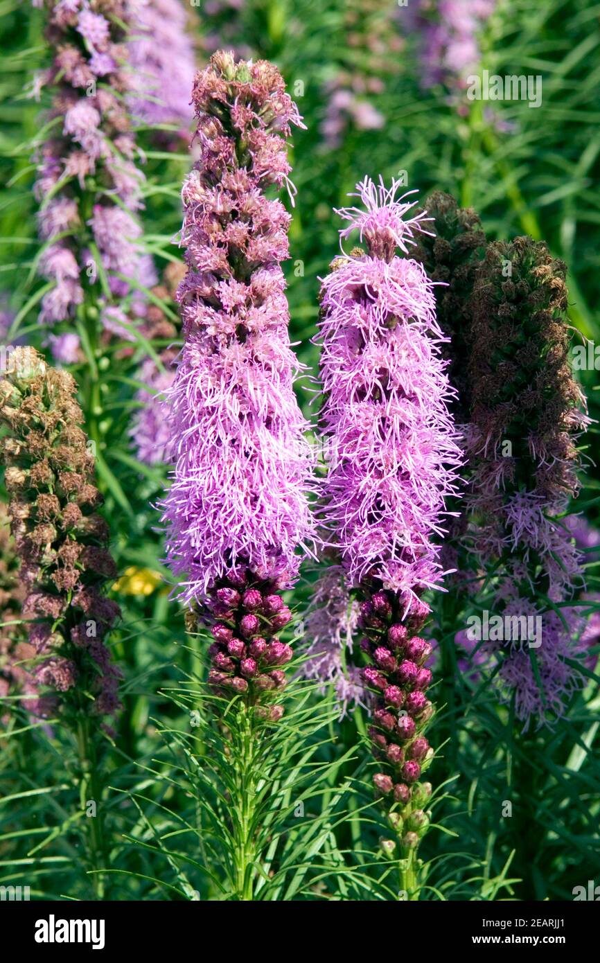 Prachtscharte Kobold Liatris spicata Foto Stock