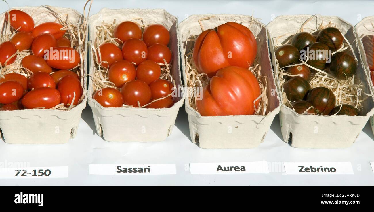 Tomatensortiment, Tomaten, Sassari, Aurea, Zebrino Foto Stock