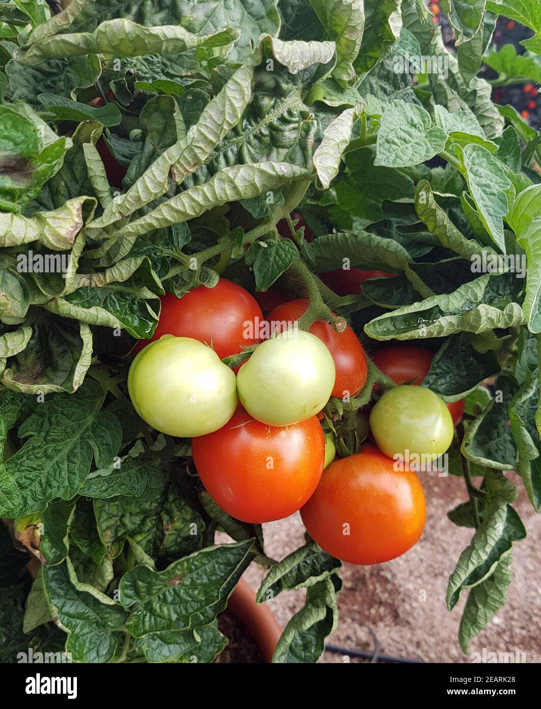 Topftomate, Bogus Fruchta, Balkon-Tomate Foto Stock