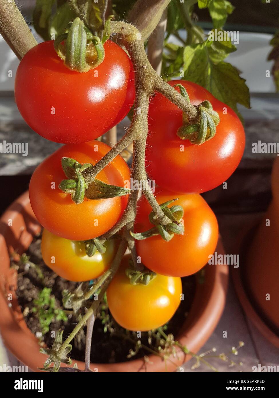 Tomaten Lycopersicon, esculentum Foto Stock