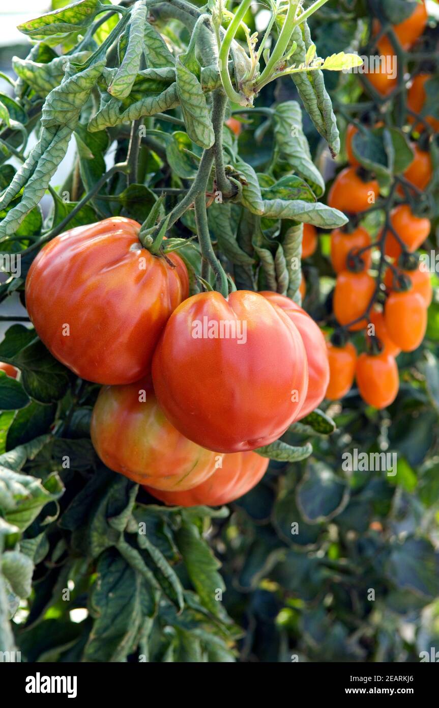 Tomaten Aurea Foto Stock