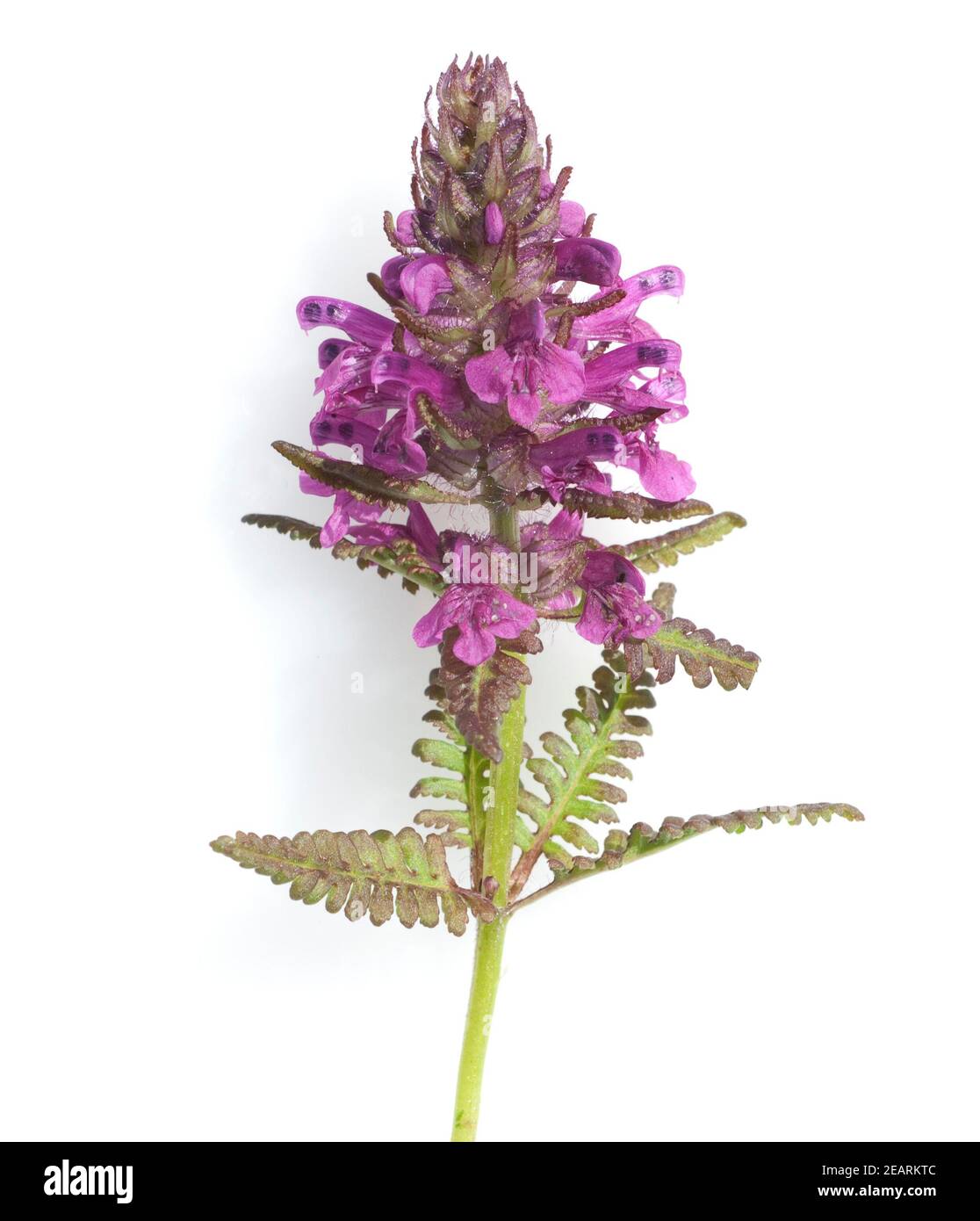 Quirlblaettriges Laeusekraut, Pedicularis verticillata Foto Stock