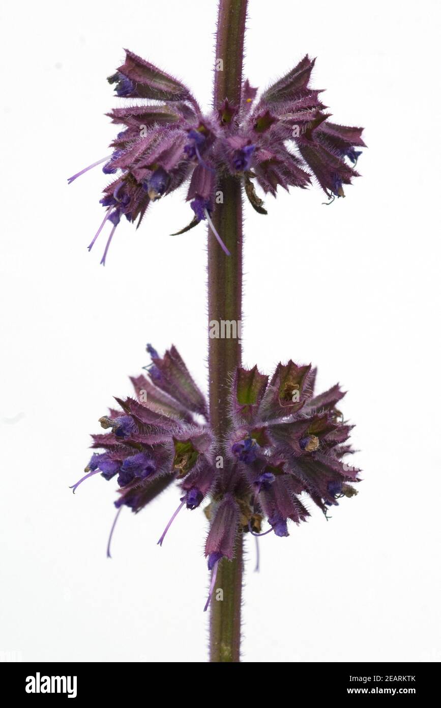 Quirlblaettriger Sabbei, Salvia verticillata, Purple Rain Foto Stock