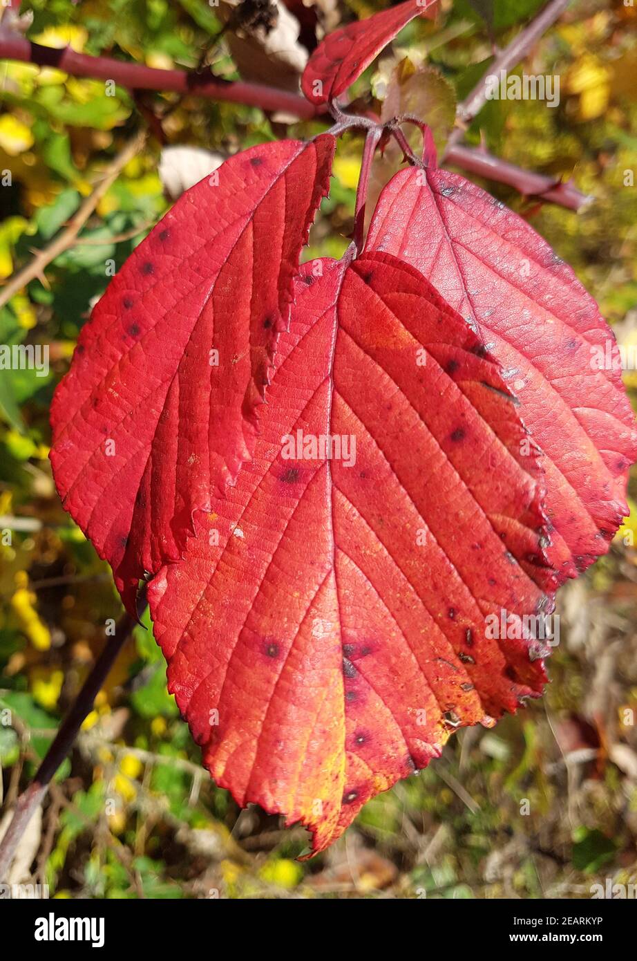 Brombeerblatt Rubus, frutticosa Herbst, bunt Foto Stock