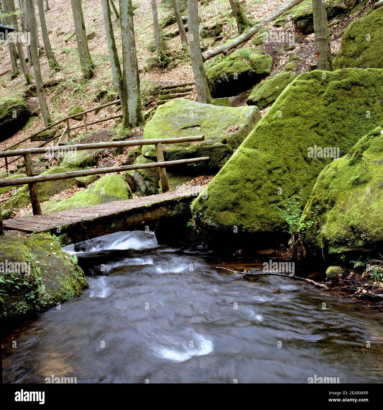 Moosalbtal, Pfaelzer-Wald Foto Stock