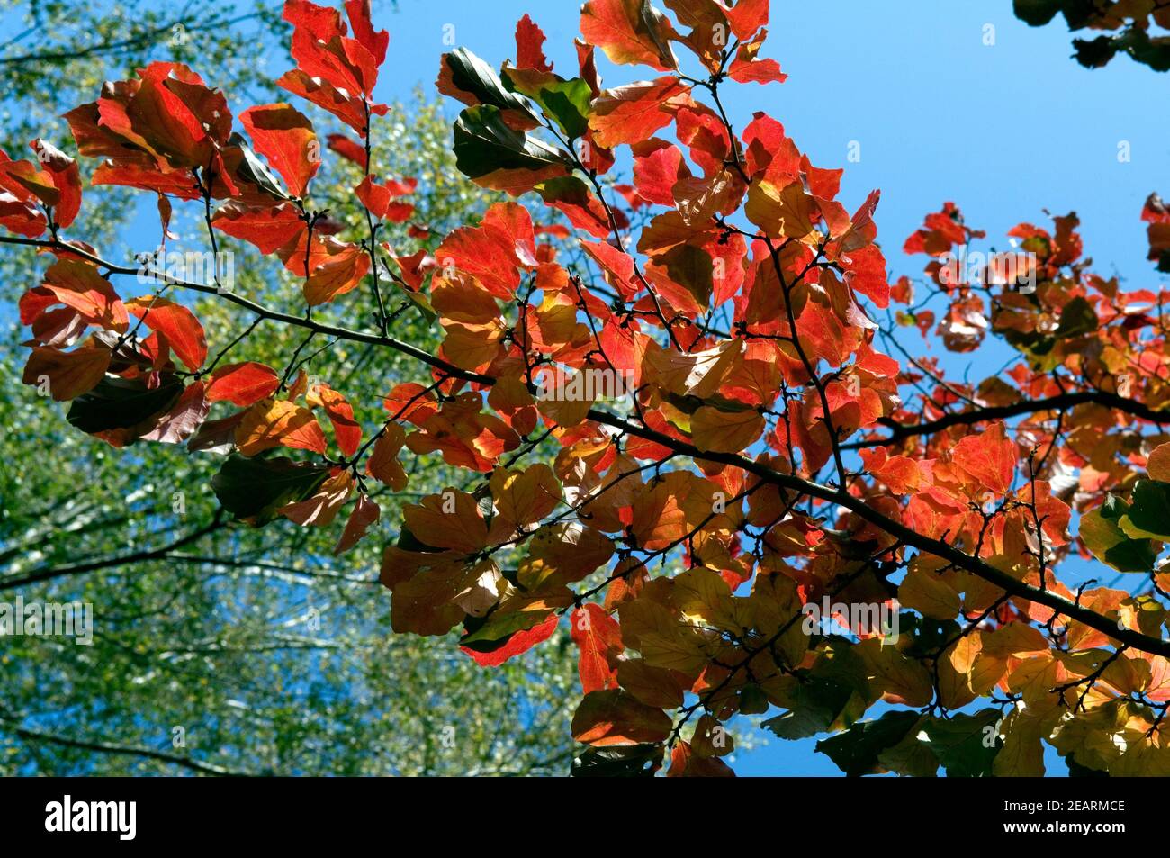 Herbstblaetter, Parrotie Foto Stock