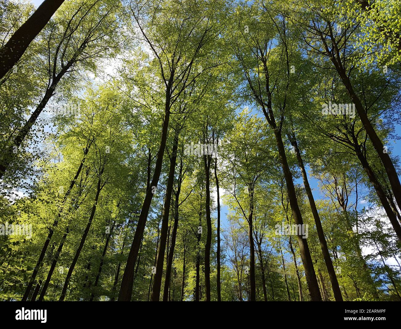 Buchenwald, Nationalpark, Kellerwald-Edersee Foto Stock