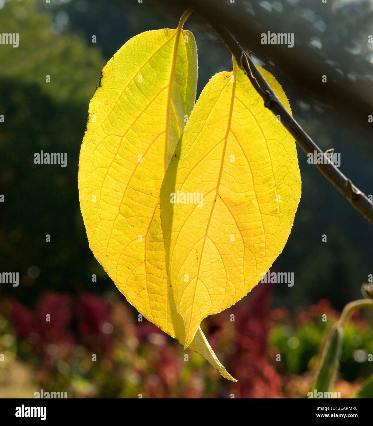 Herbstblaetter im Gegenlicht Foto Stock
