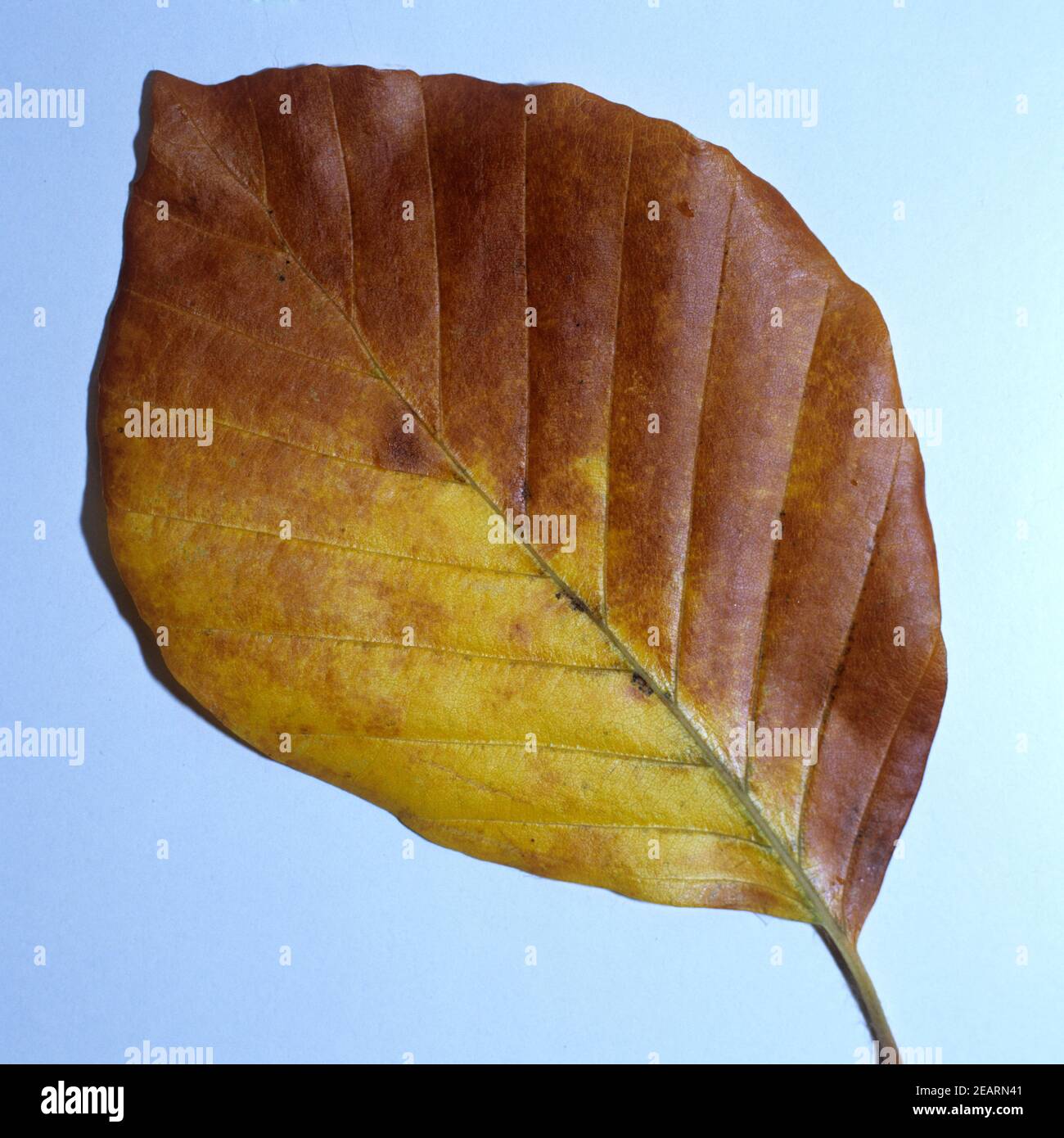 Buchenblatt, erbst Foto Stock