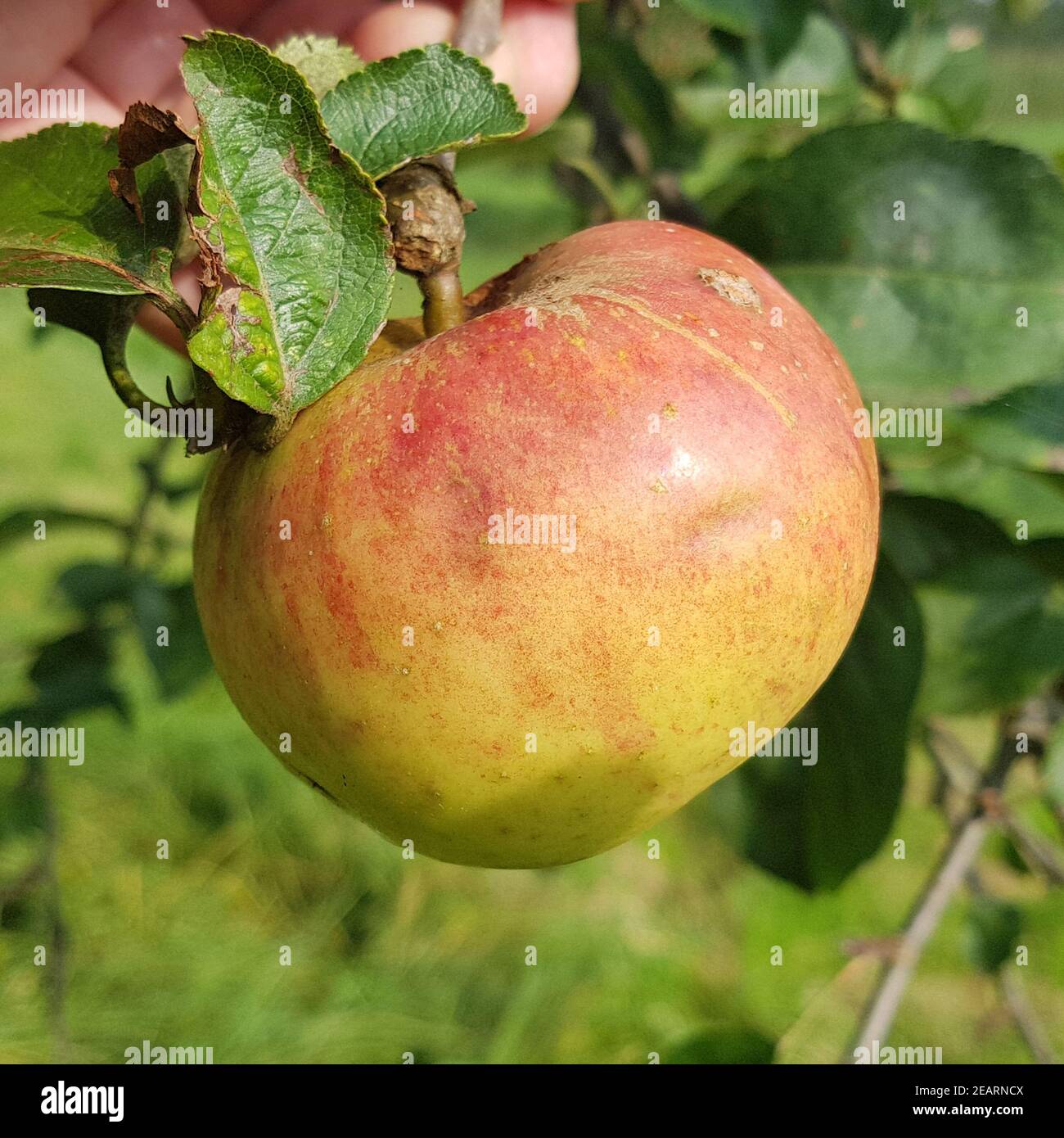 Herbstparmaene, Schleswiger Erdbeerapfel, Alte Apfelsorten Foto Stock