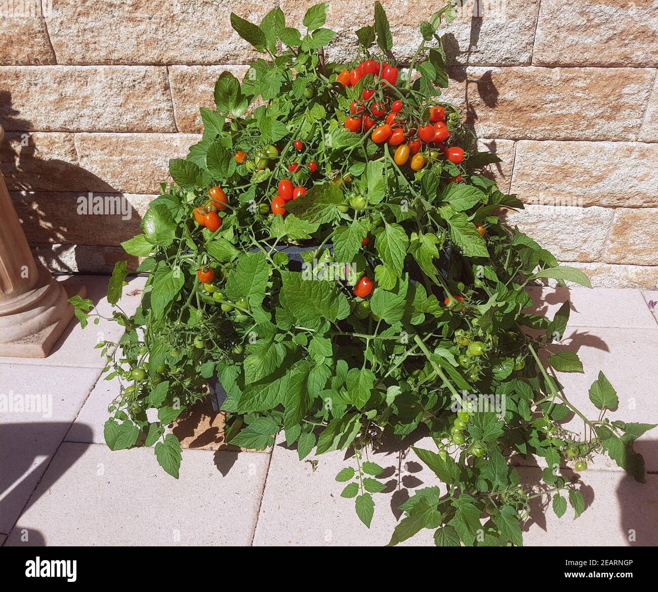 Pflaumen-Buschtomate, Romello, F1, pomodori, Lycopersicon esculentum, Foto Stock