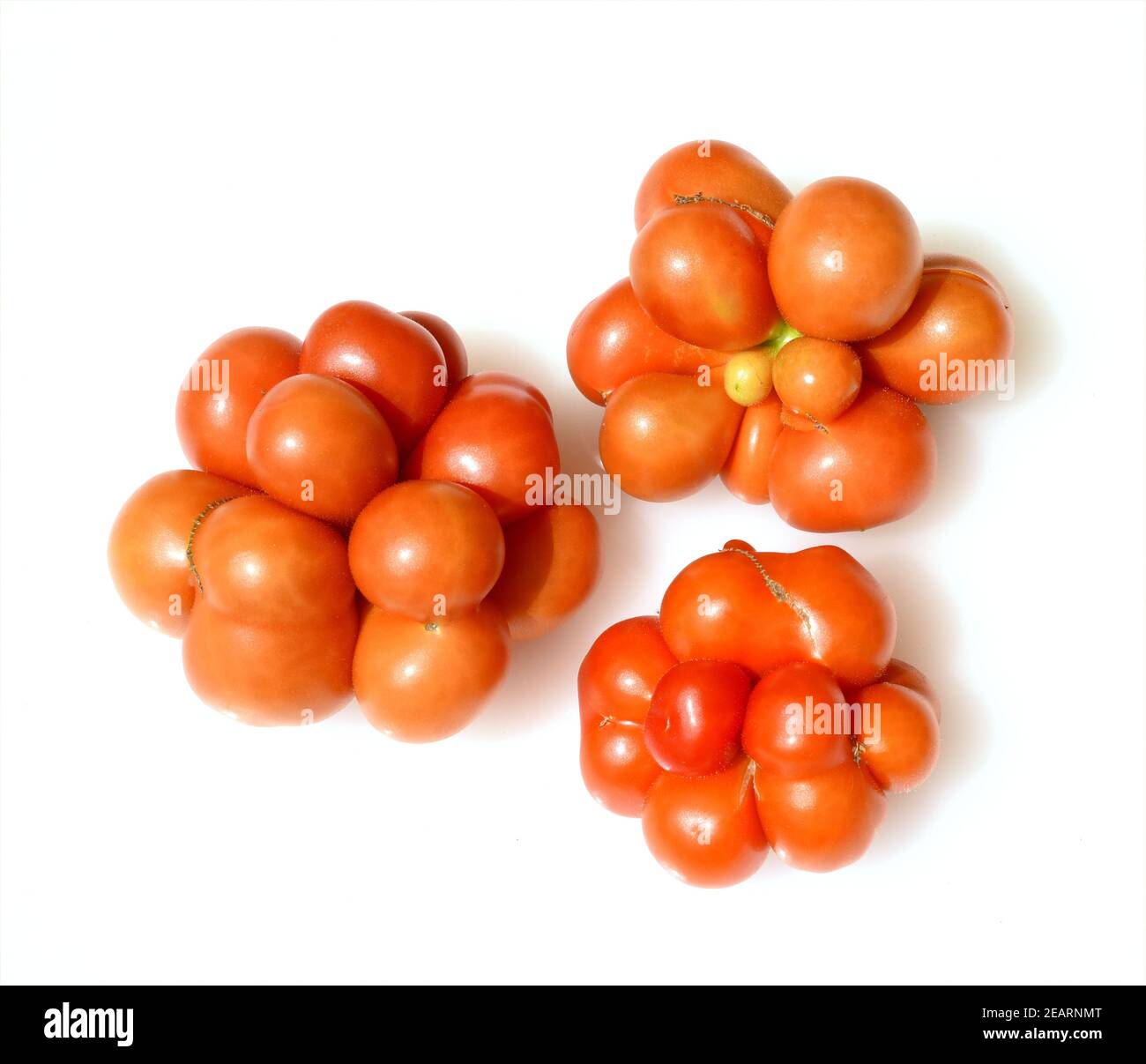 Reisetomate, pomodori, Lycopersicon esculentum, Foto Stock