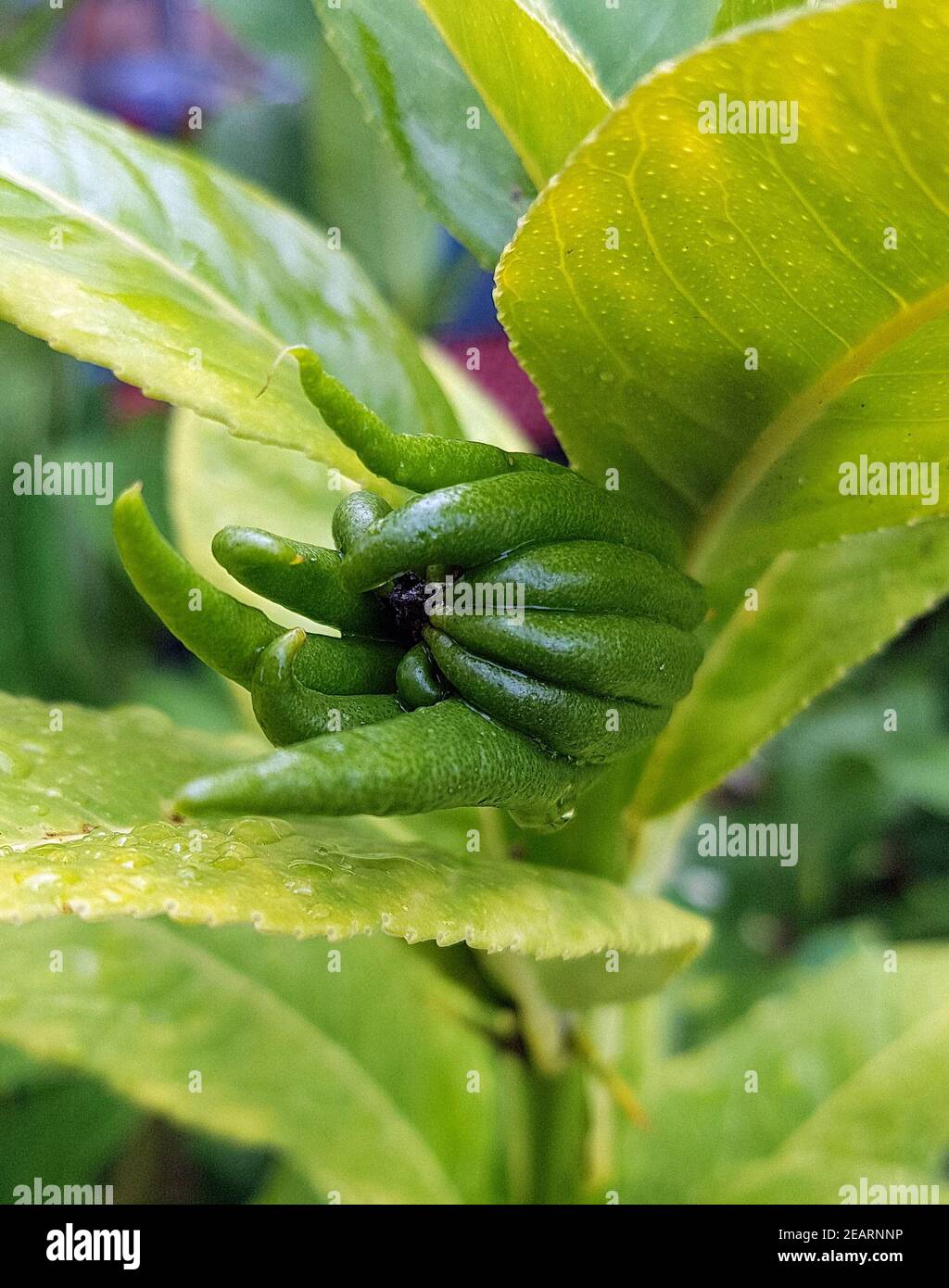 Zitronat-Zitrone, Buddha, mano, Citrus, medica Foto Stock