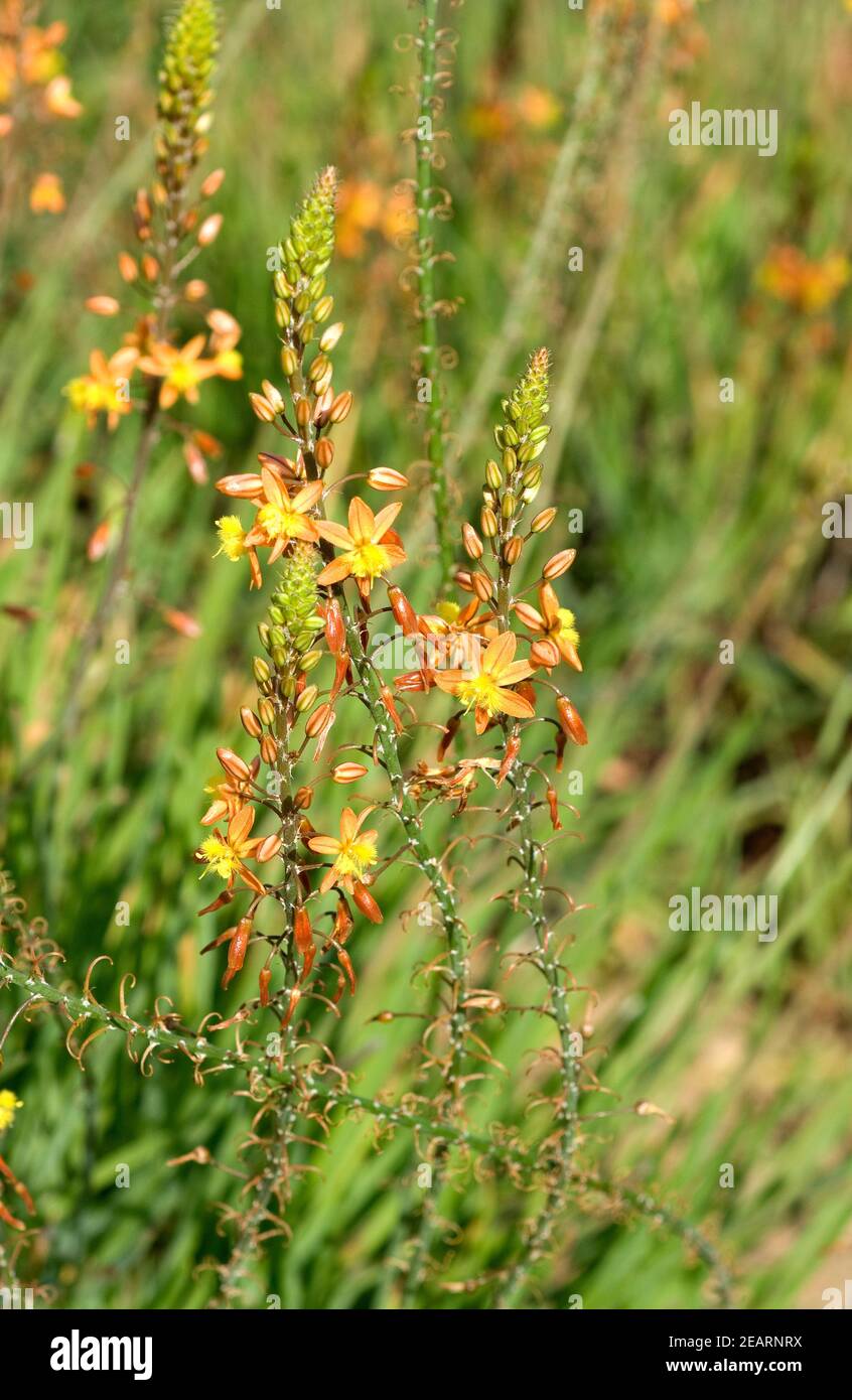 Bulbine frutescens Foto Stock