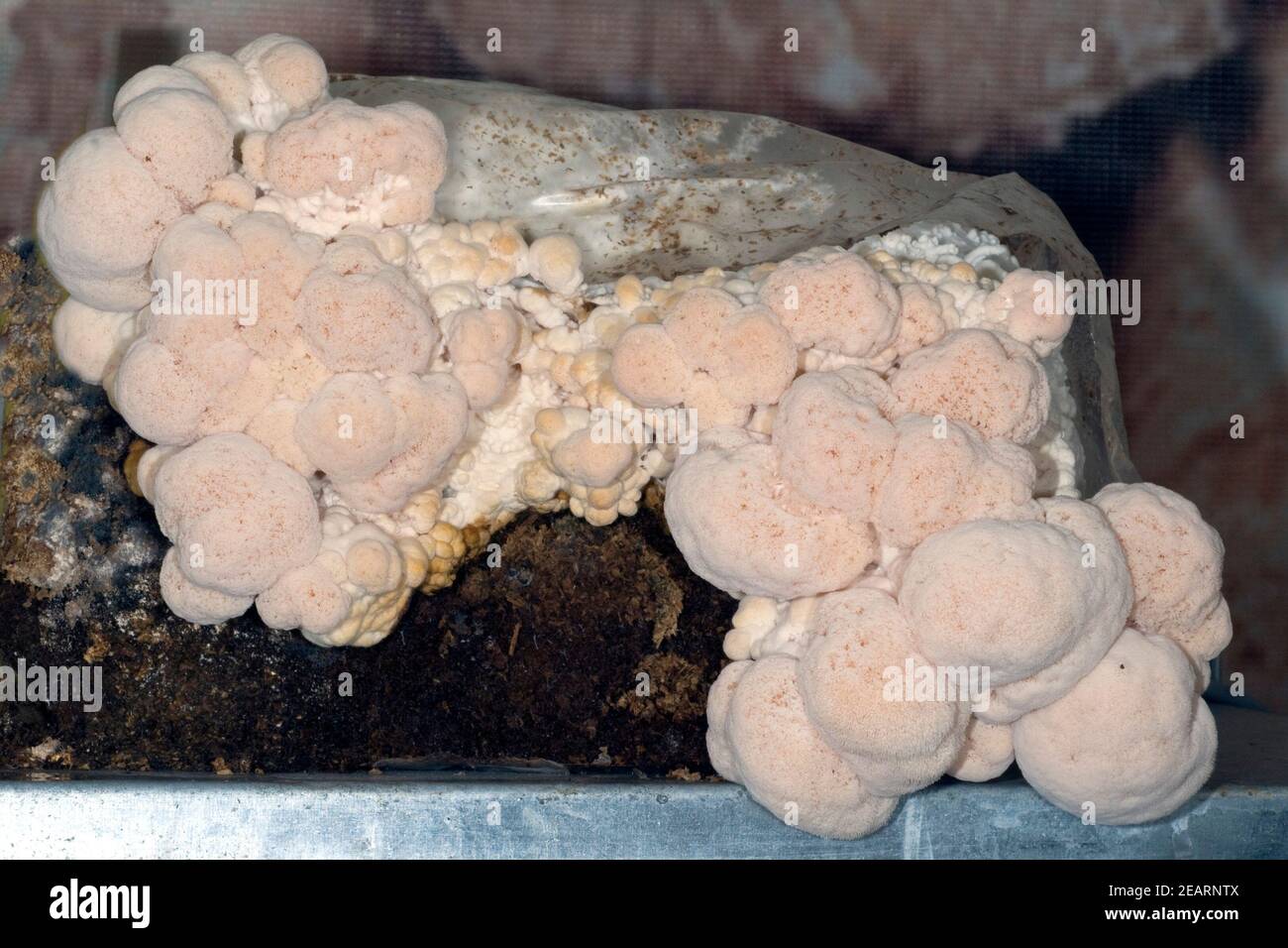Hericium erinaceus, Pom-pom-blanc, Igelstachelbart Foto Stock