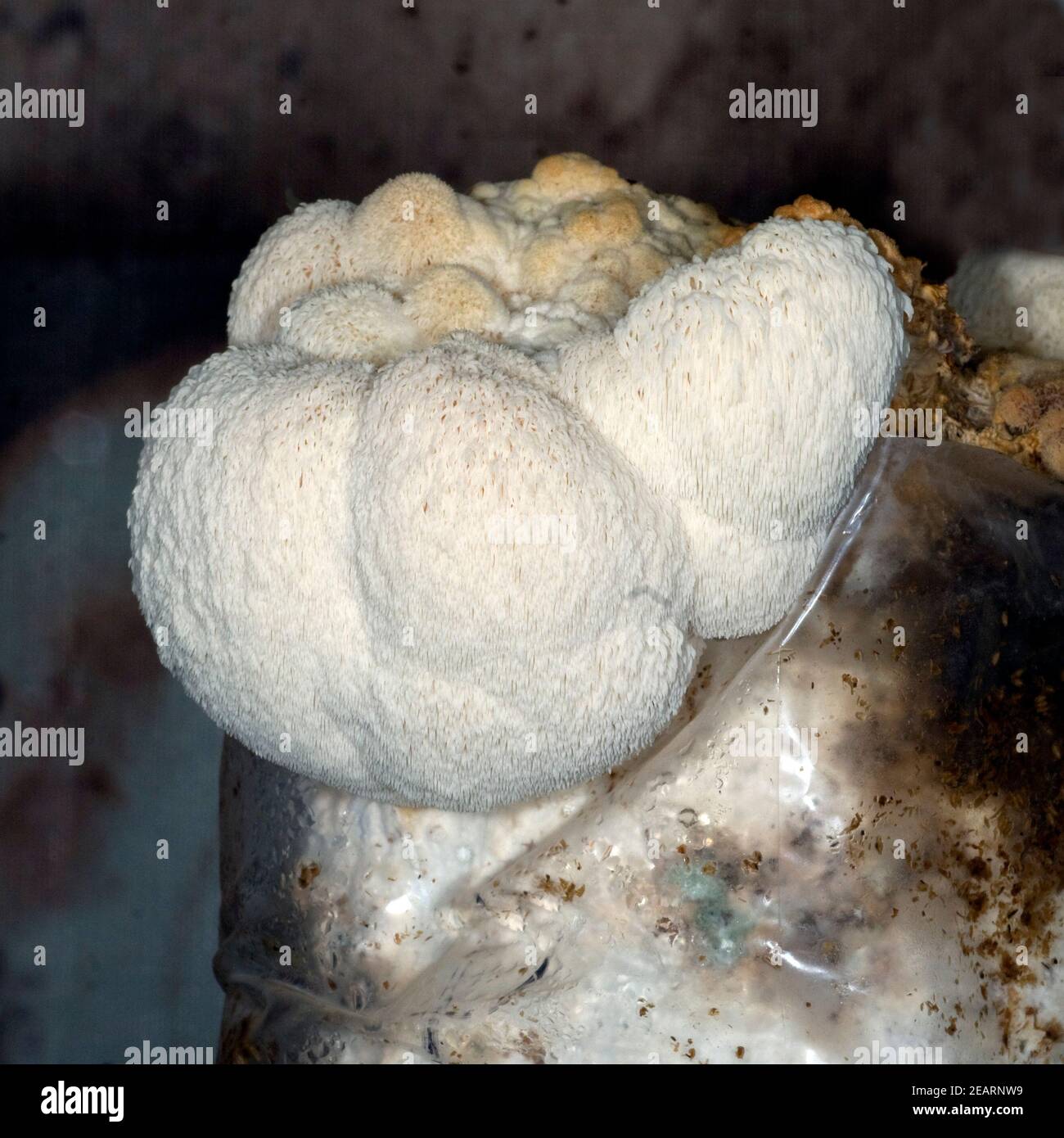Hericium erinaceus, Pom-pom-blanc Foto Stock