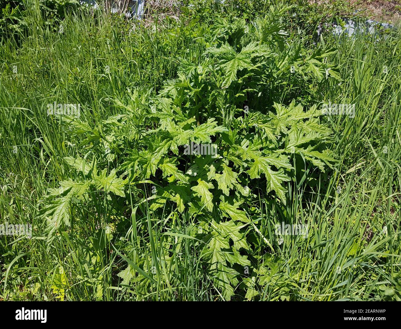 Kugeldisteln, Echinops ritro, Jungpflanze Foto Stock