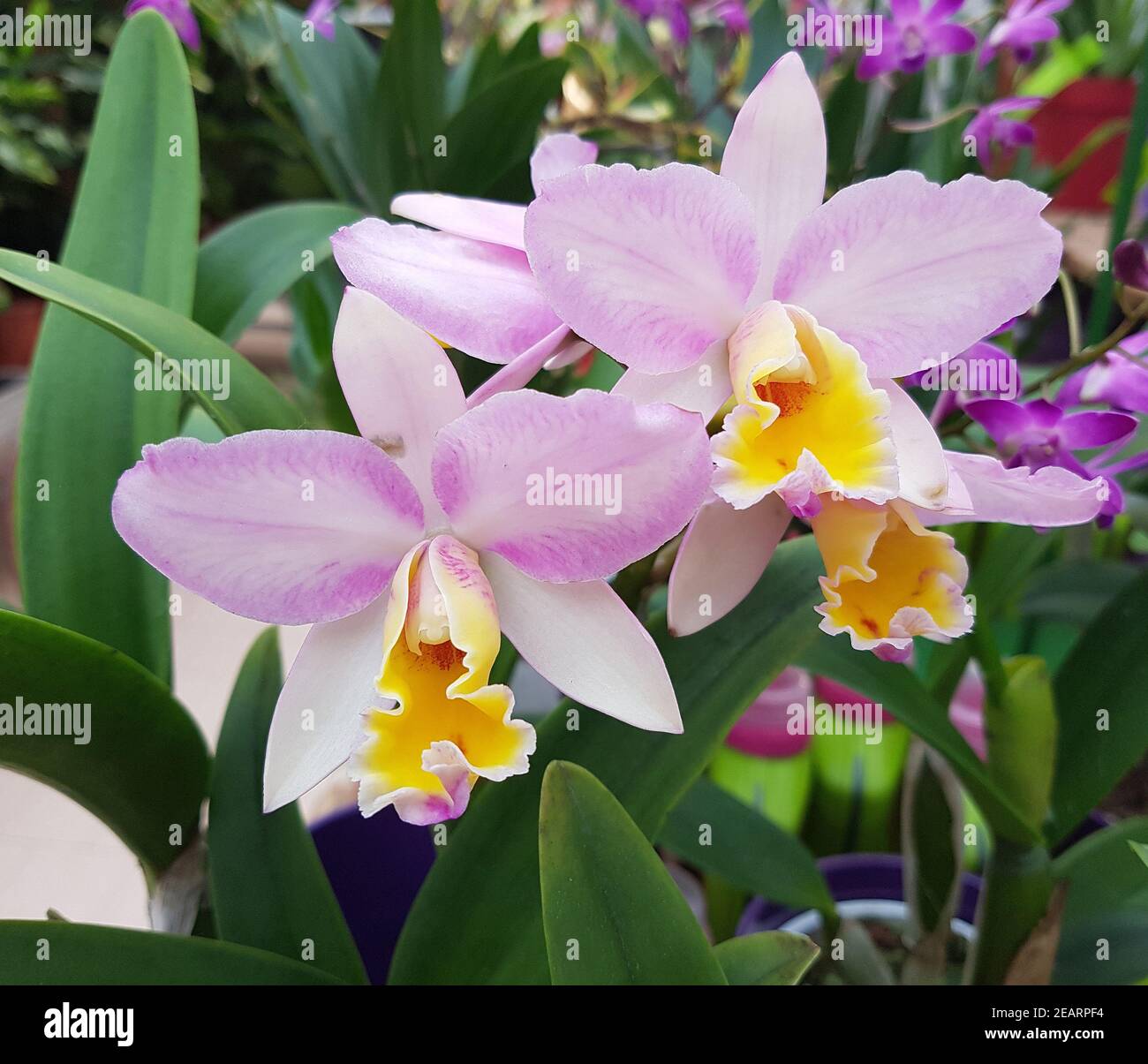 Cattleya, Orchidee Foto Stock