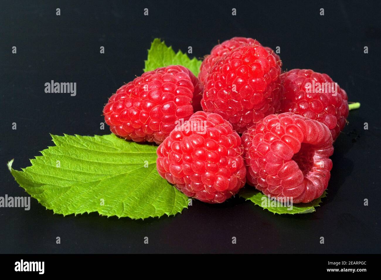 Himbeere; Rubus idaeus,; Waldbeere; Hohlbeere; Foto Stock