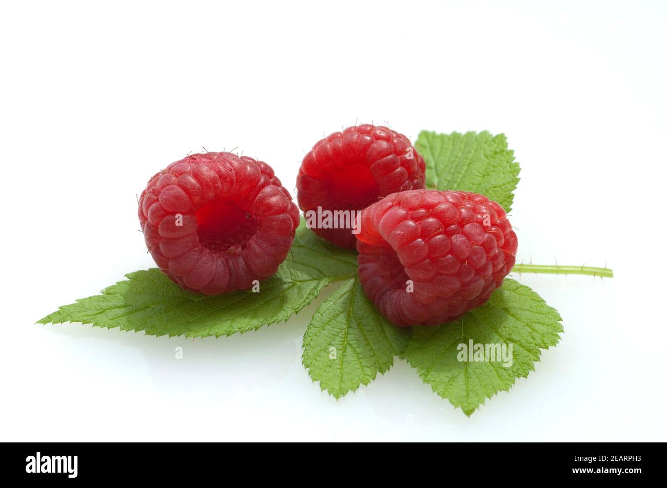 Himbeere; Rubus, idaeus; Waldbeere; Foto Stock